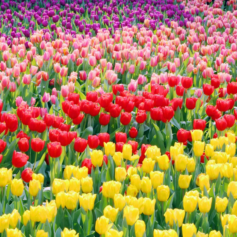 Miss Molly Tulips Bouquet